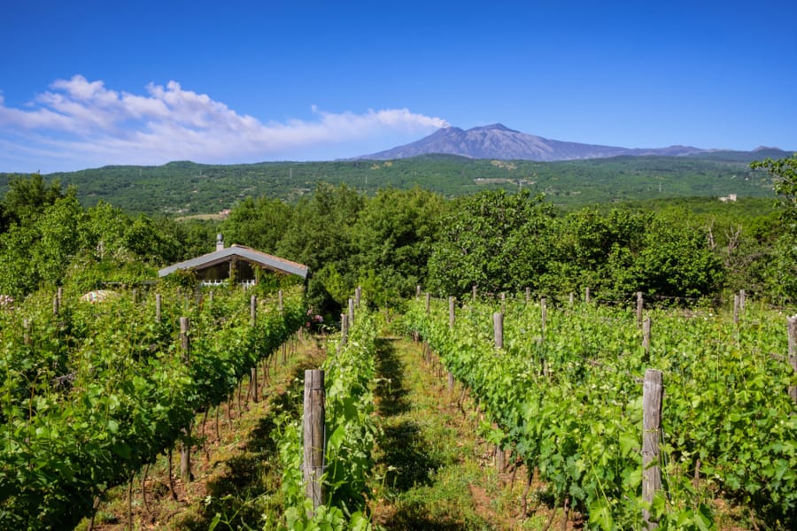 Wine Tourism in Italy