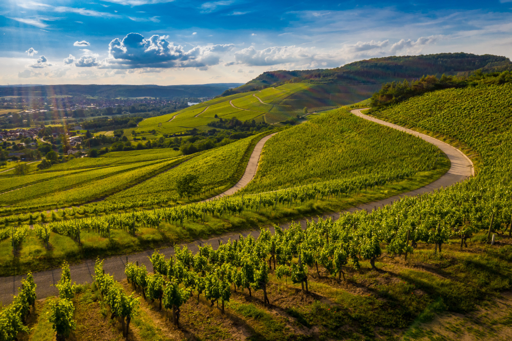 Tuscany, Lunch In The Vineyard & Wine Tasting